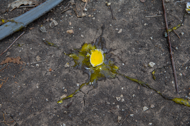broken egg on ground