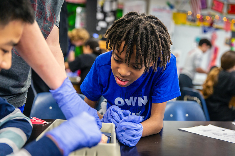 male student in science class looking closely at dissection tray